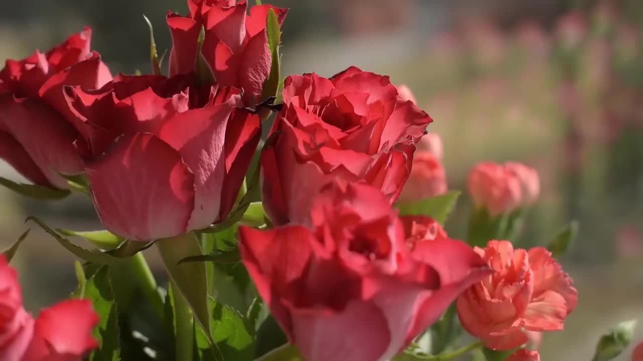 玫瑰花（红色）合集二 #4052