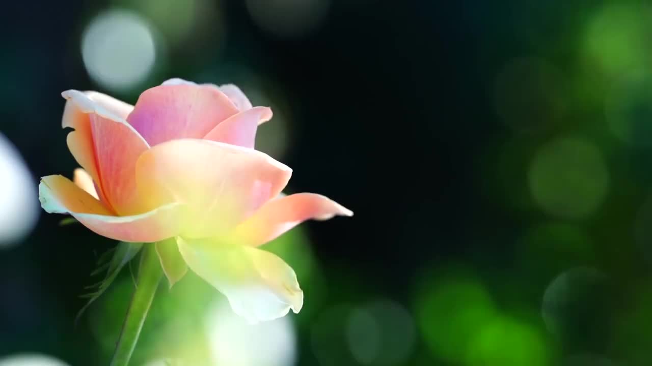 玫瑰花（粉色）合集二 #4062