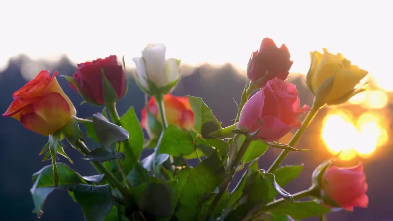 玫瑰花（红色）合集四 #4054