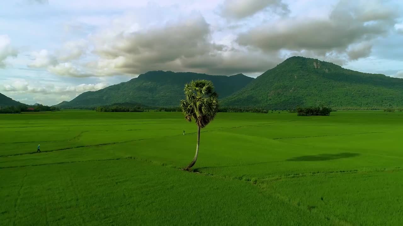 稻田 合集二 #4242