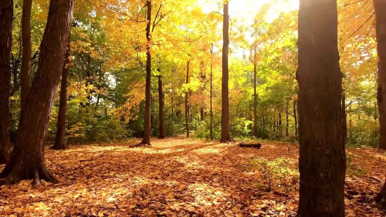 森林 阳光 合集四 #4504