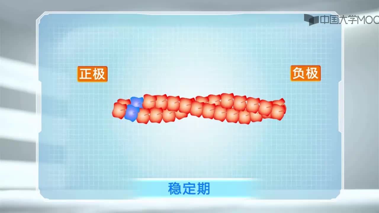 图 8-3 肌动蛋白组装过程中发生的踏车行为