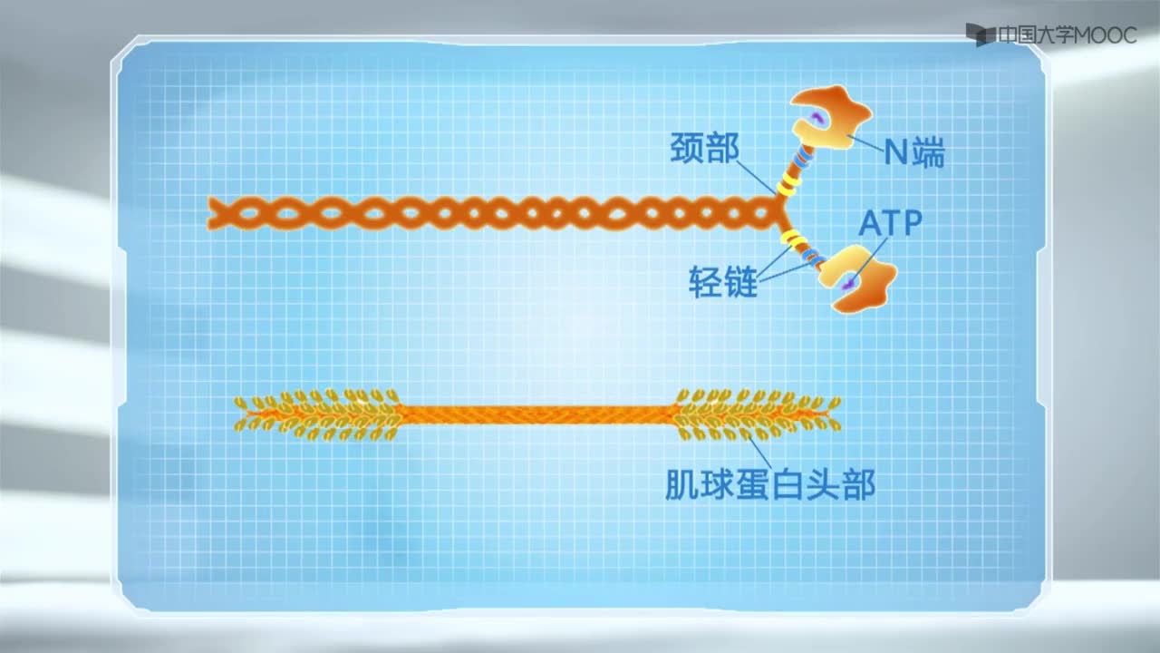 图 8-11 II型肌球蛋白分子和粗肌丝的结构示意图