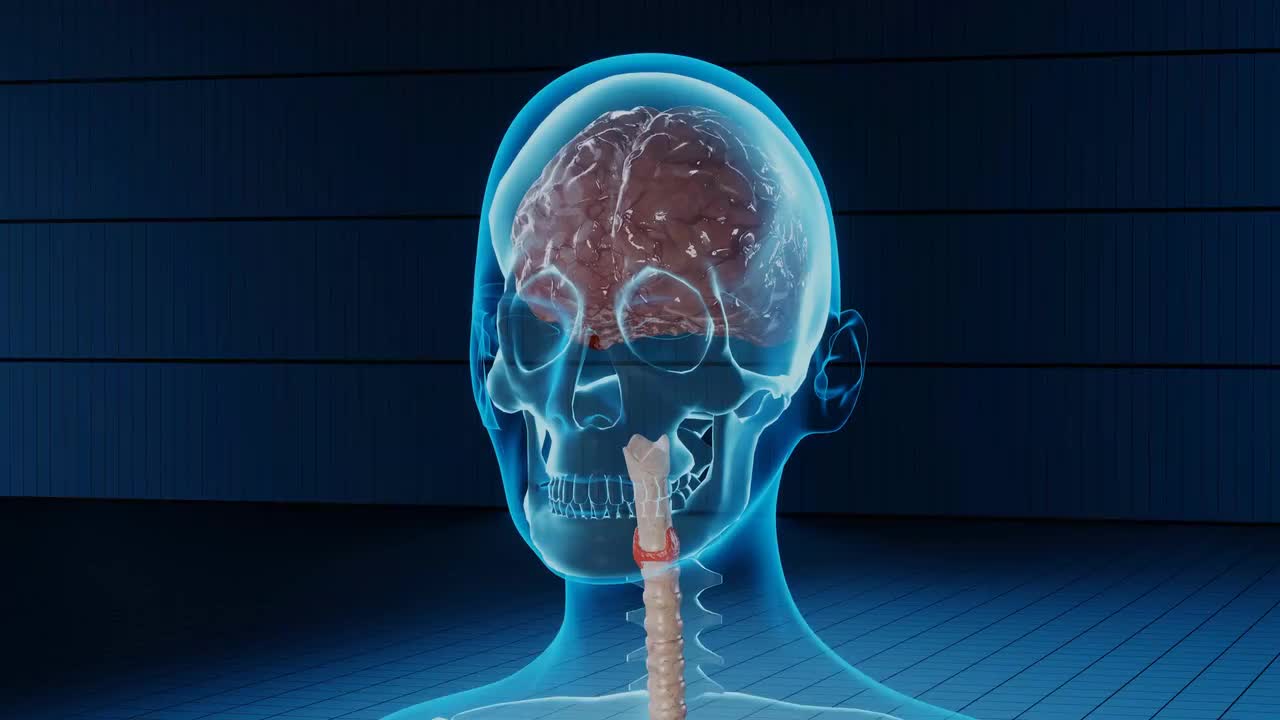 肠道 大肠 小肠 #5366