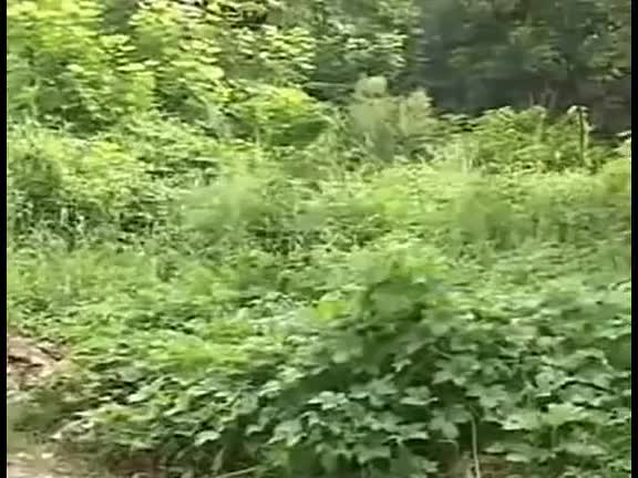 黄梅戏电视剧《秦香莲后传》全剧_高清