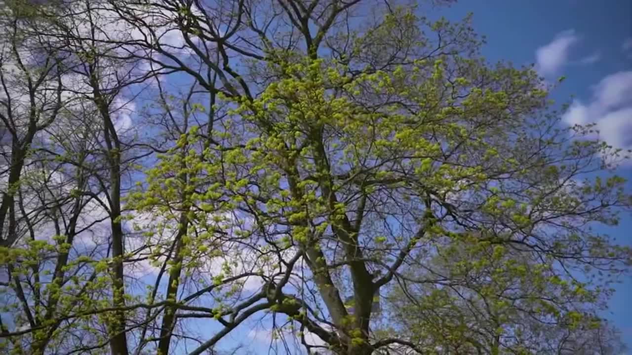 80. I Got A Puppy Our First Days Toge...