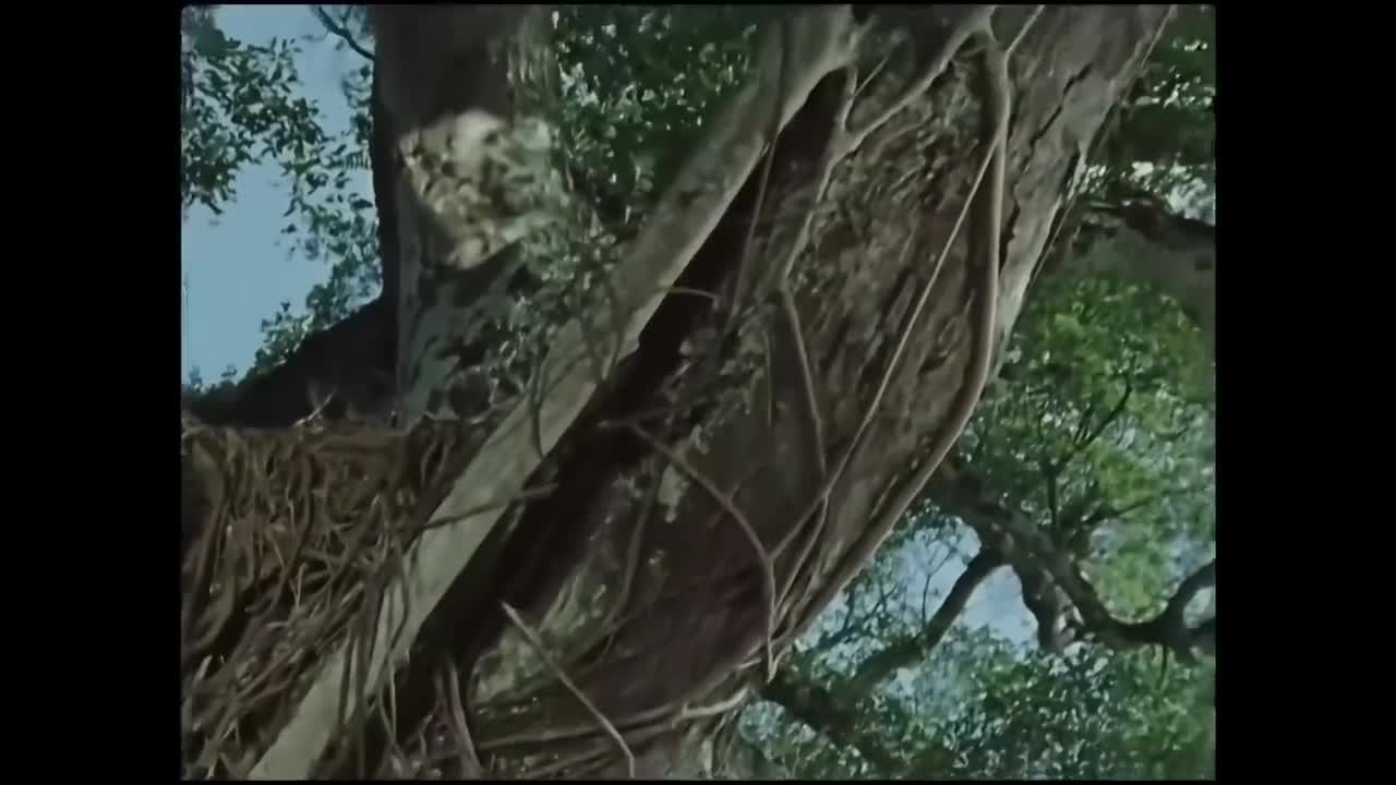 23.世上哪有树缠藤