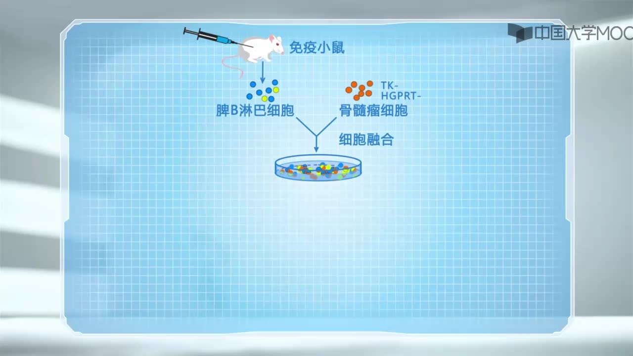 图 2-29 单克隆抗体制备过程示意图