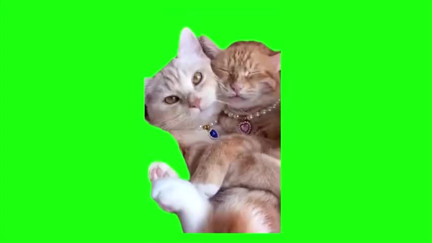 27.俩只猫抱一起