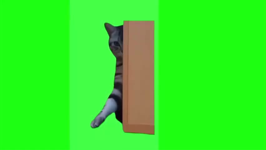 12.从门后伸手猫