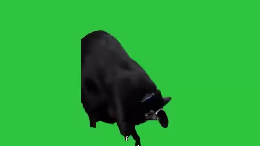 04.二进制思考猫