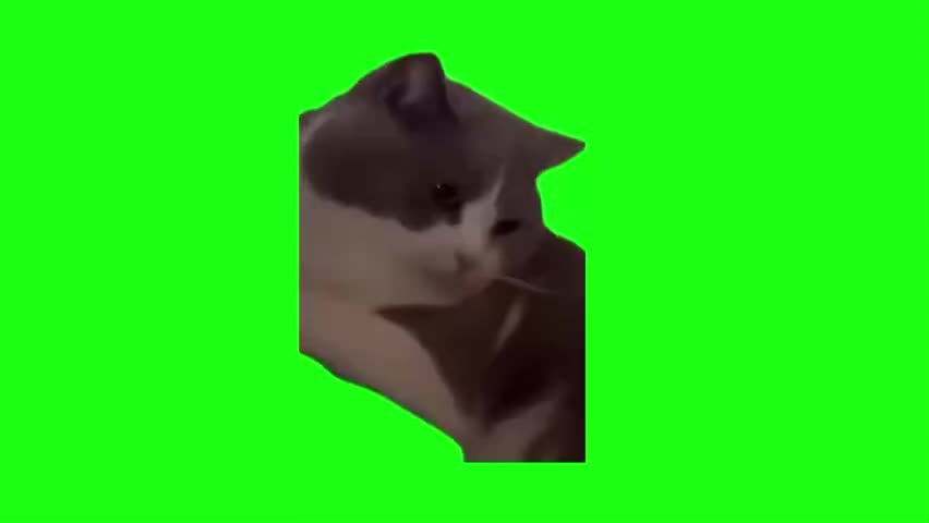 06.点头打节奏猫