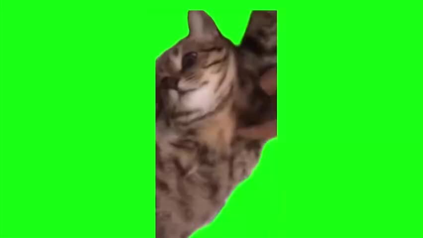 59.突然双手抱头猫