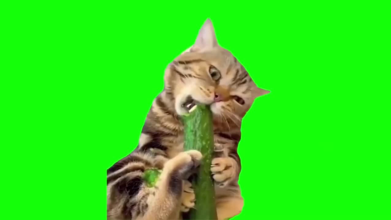 啃黄瓜猫（有声）