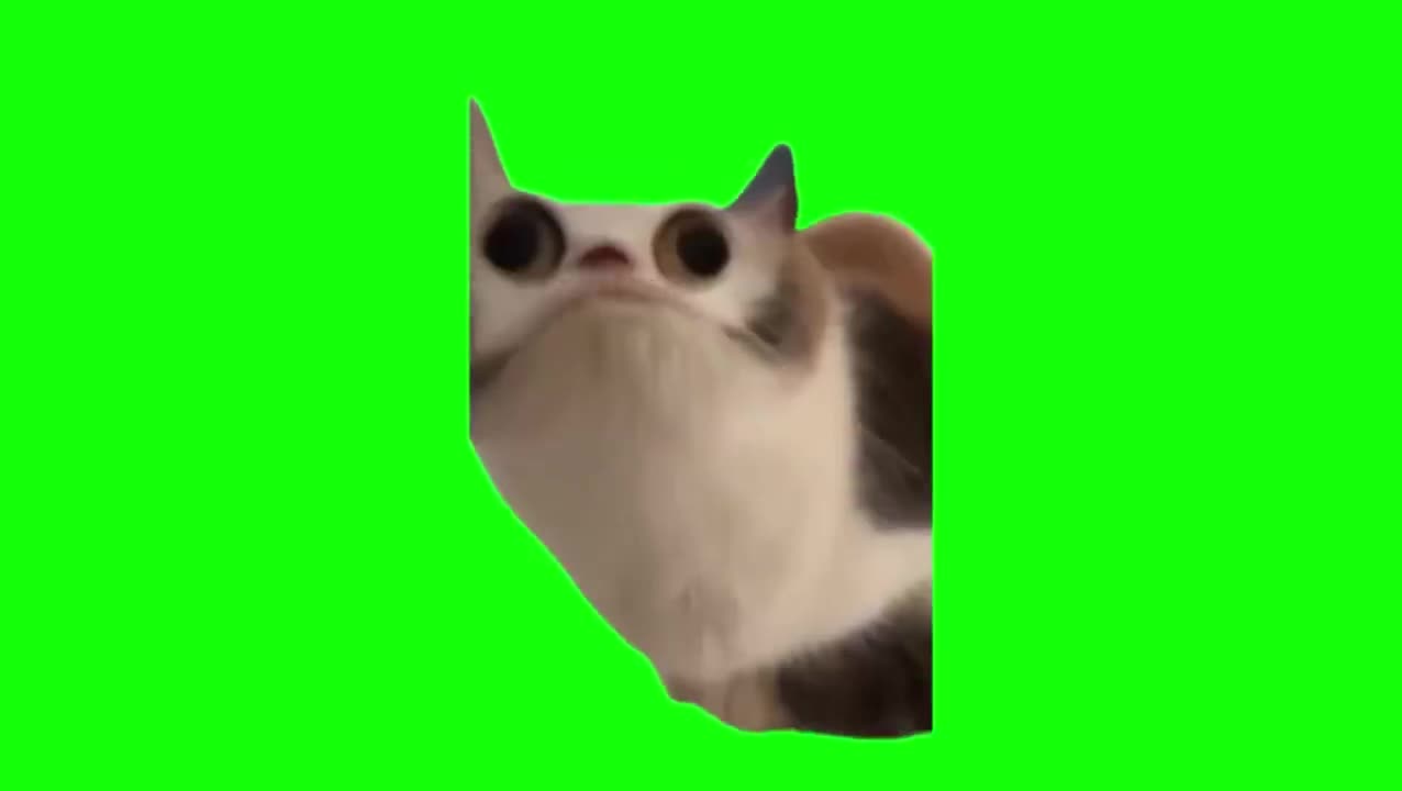 扁头猫怪叫（有声）