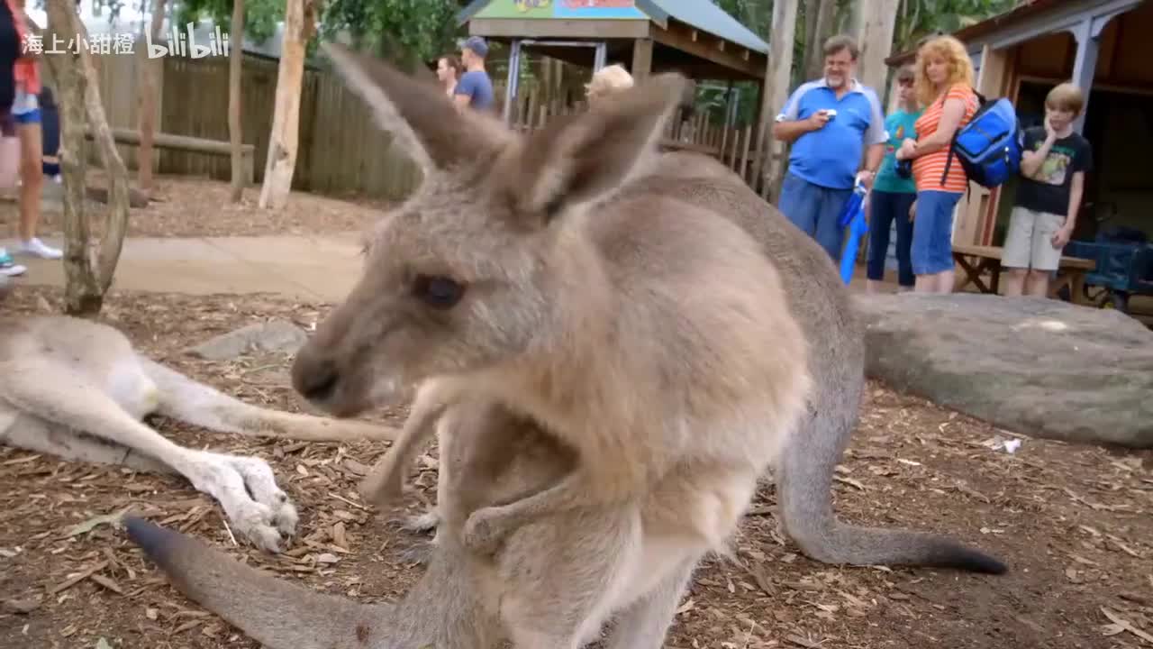 There Are So Many Animals! Animals Songs for Kids with The Wiggles