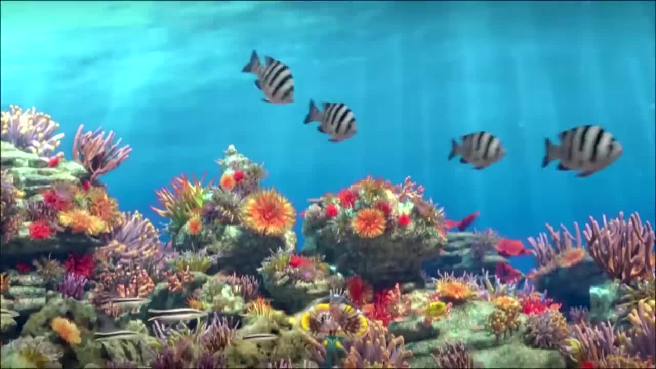 04-珊瑚礁海洋动物