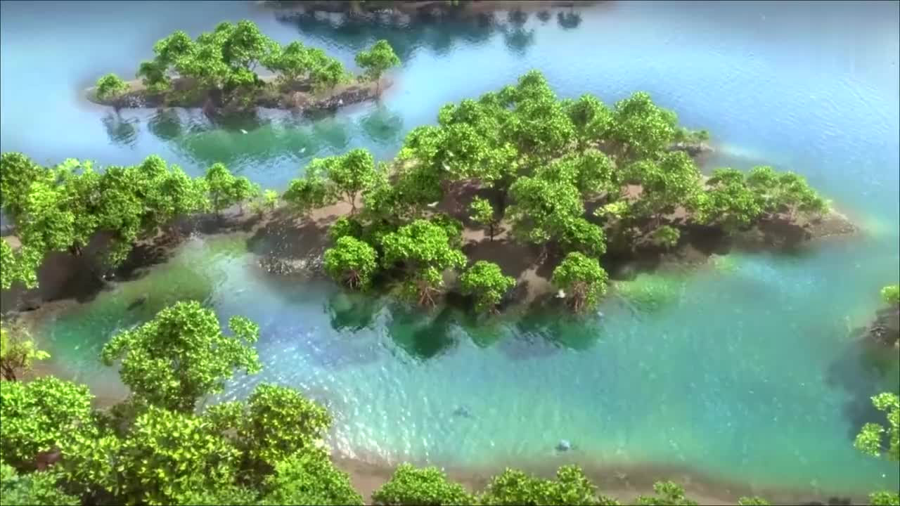 03-红树林与海草甸动物