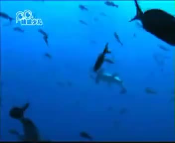 [121363]_[长风海洋世界]_[哈哈少儿频道]_[2010-06-30]