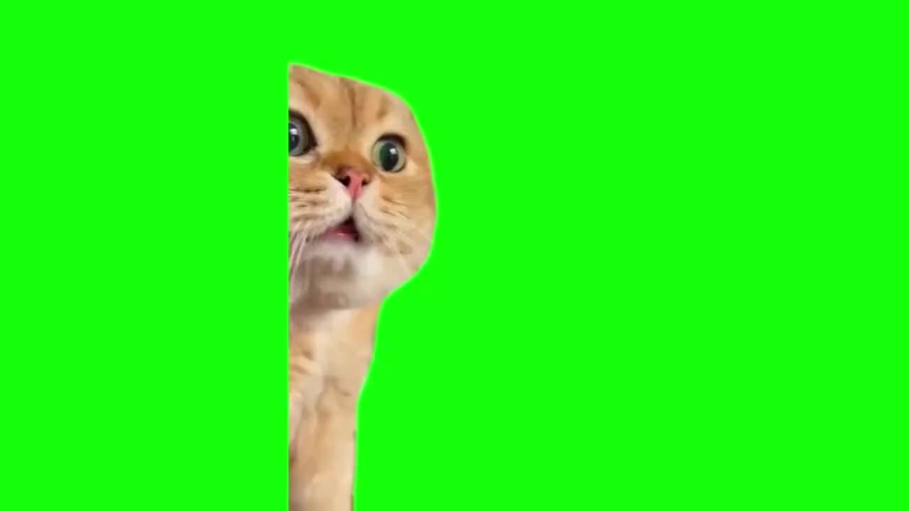 质问猫咪（有声）