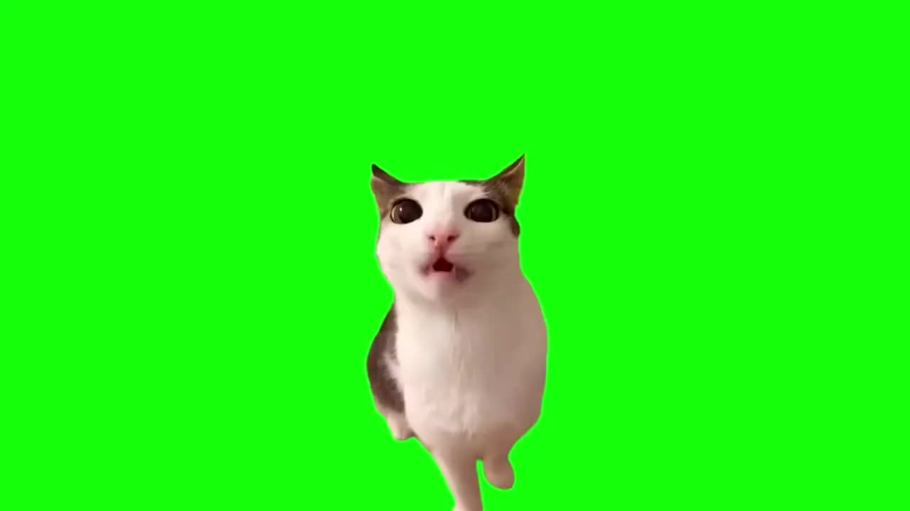 啃食零食猫（有声）