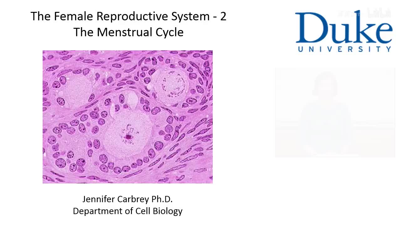 p43_02_menstrual-cycle