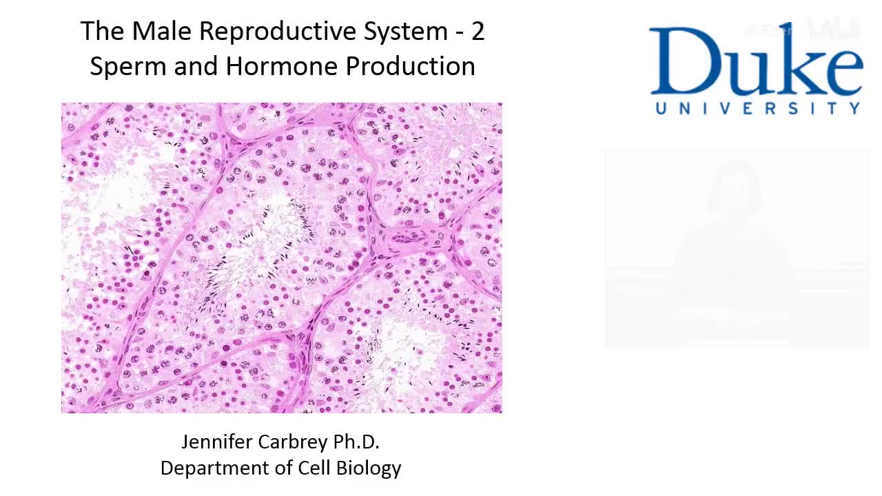 p41_02_sperm-and-hormone-production