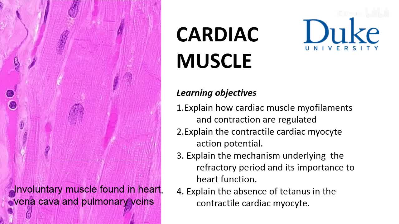p20_01_cardiac-muscle-structure-e-c-coupling-and-force-generation
