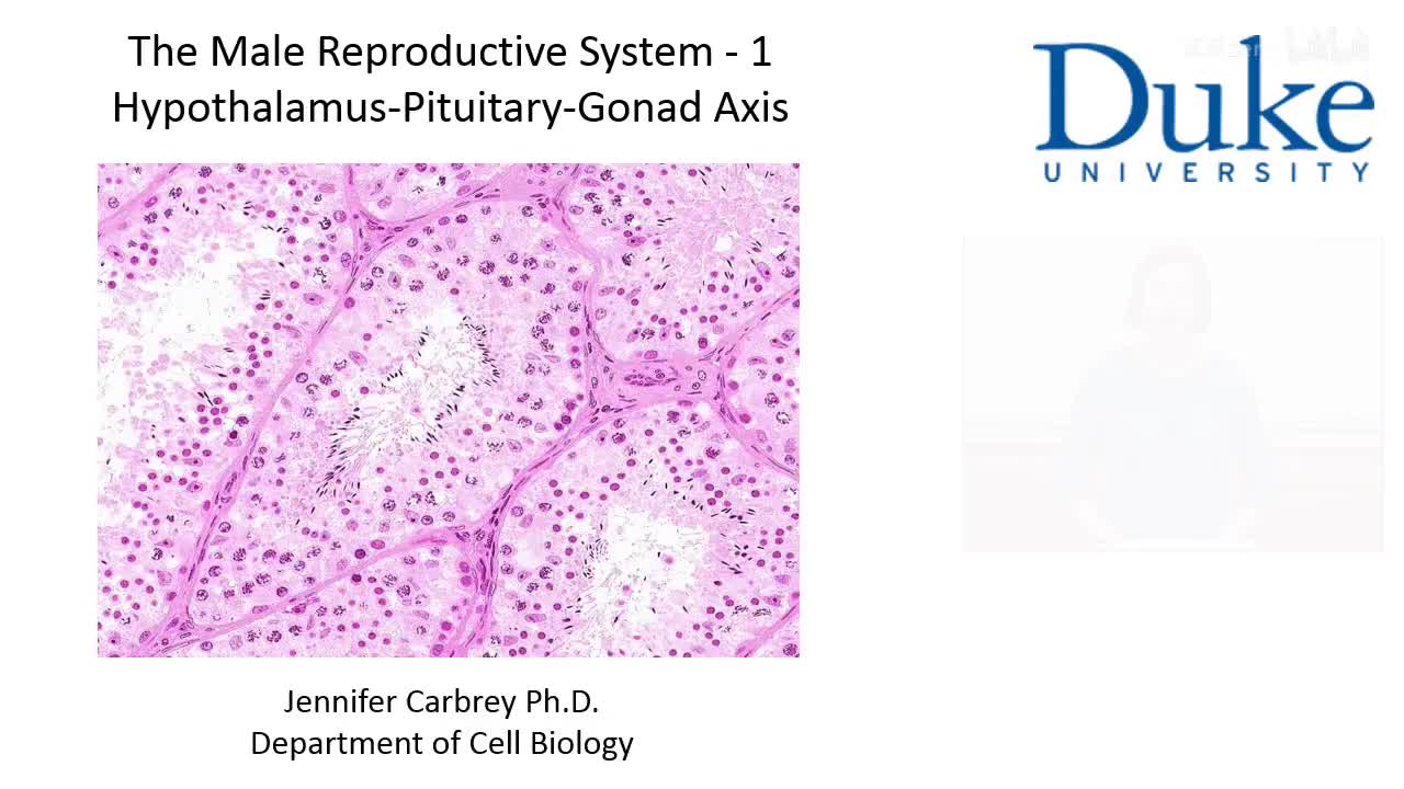 p40_01_hypothalamus-pituitary-gonad-axis