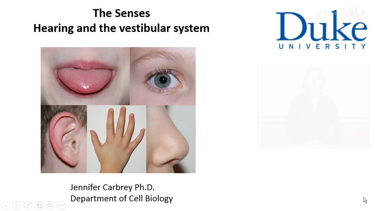 p13_02_hearing-and-the-vestibular-system