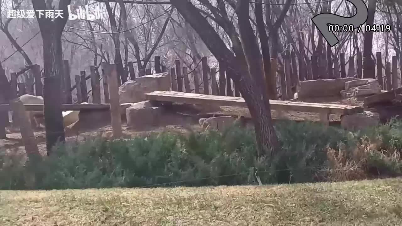 096.戴佩妮-胆小鬼