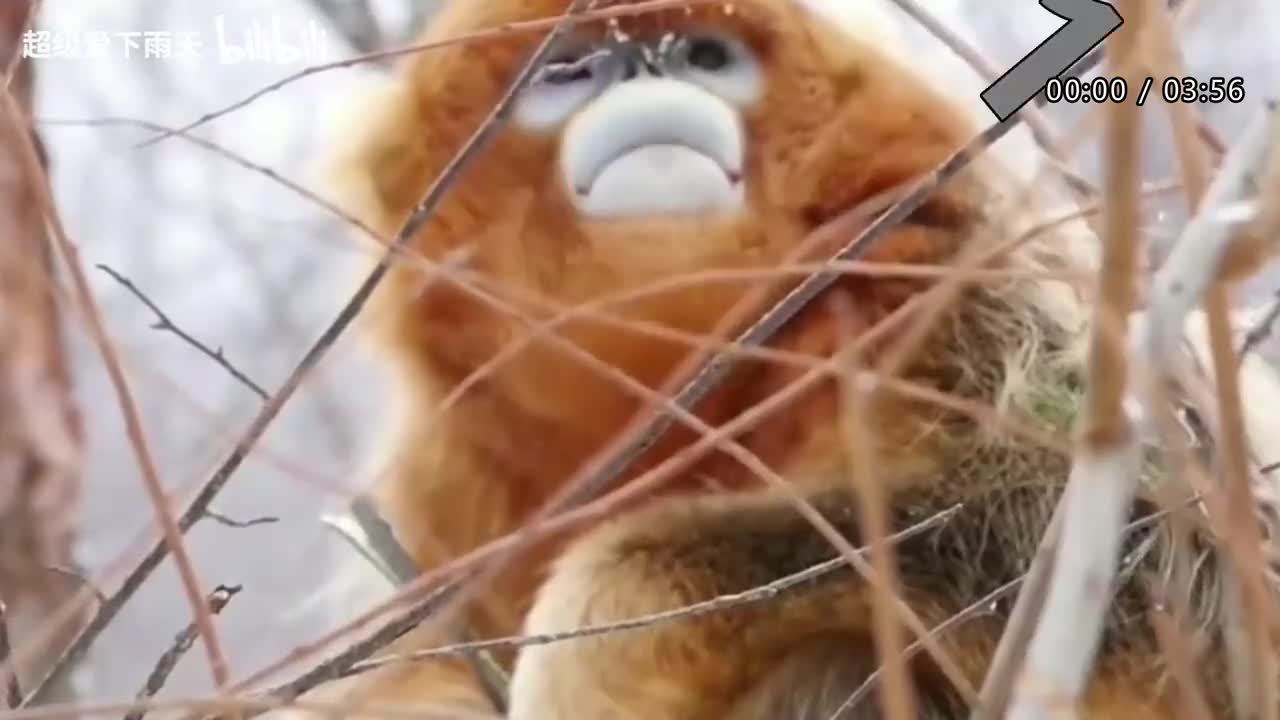 098.汪苏泷-郎的诱惑