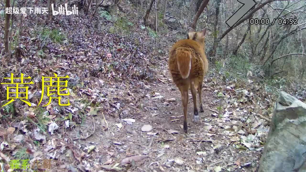 129.凤凰传奇-单身情歌