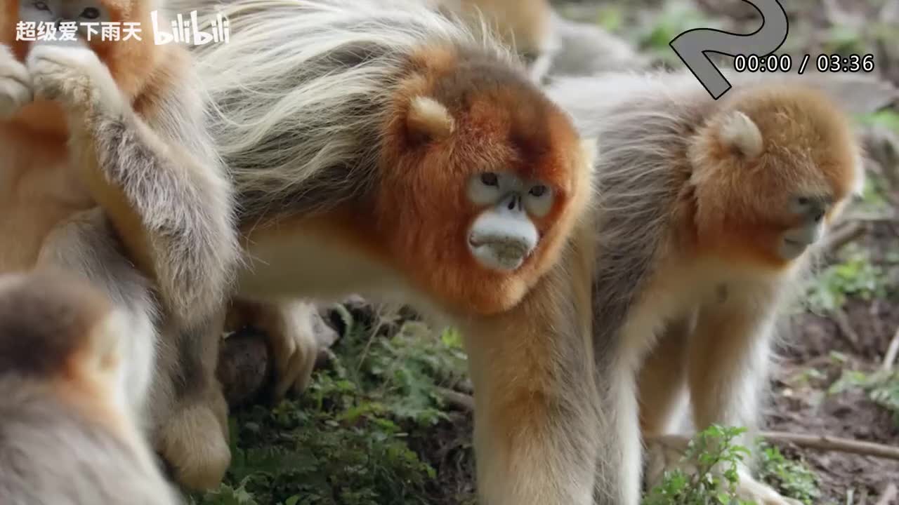 104.南拳妈妈-牡丹江