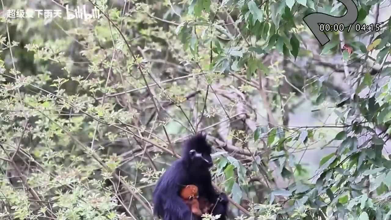 072.胡夏-北京之雪