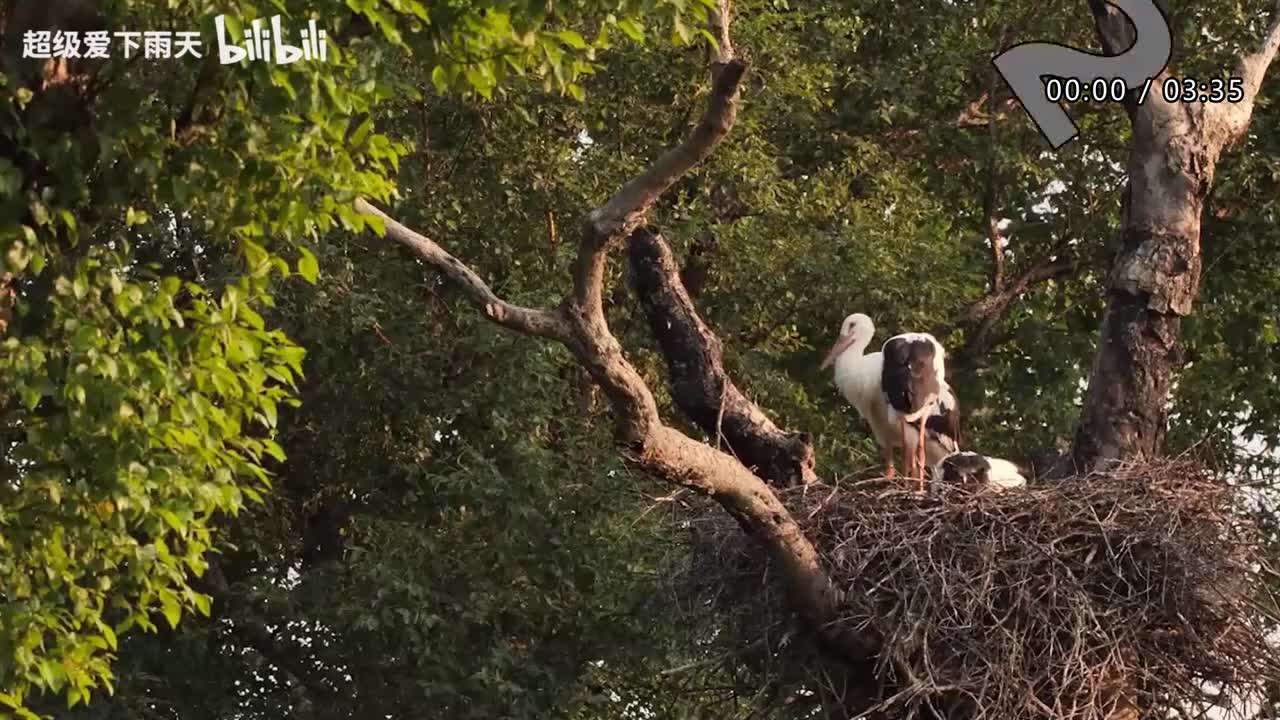 037.张杰-美梦成真