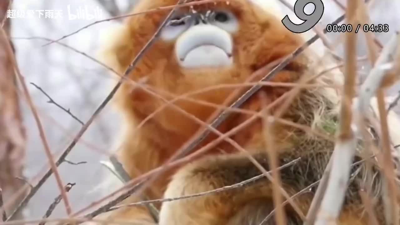 018.梁咏琪_王大陆-许愿