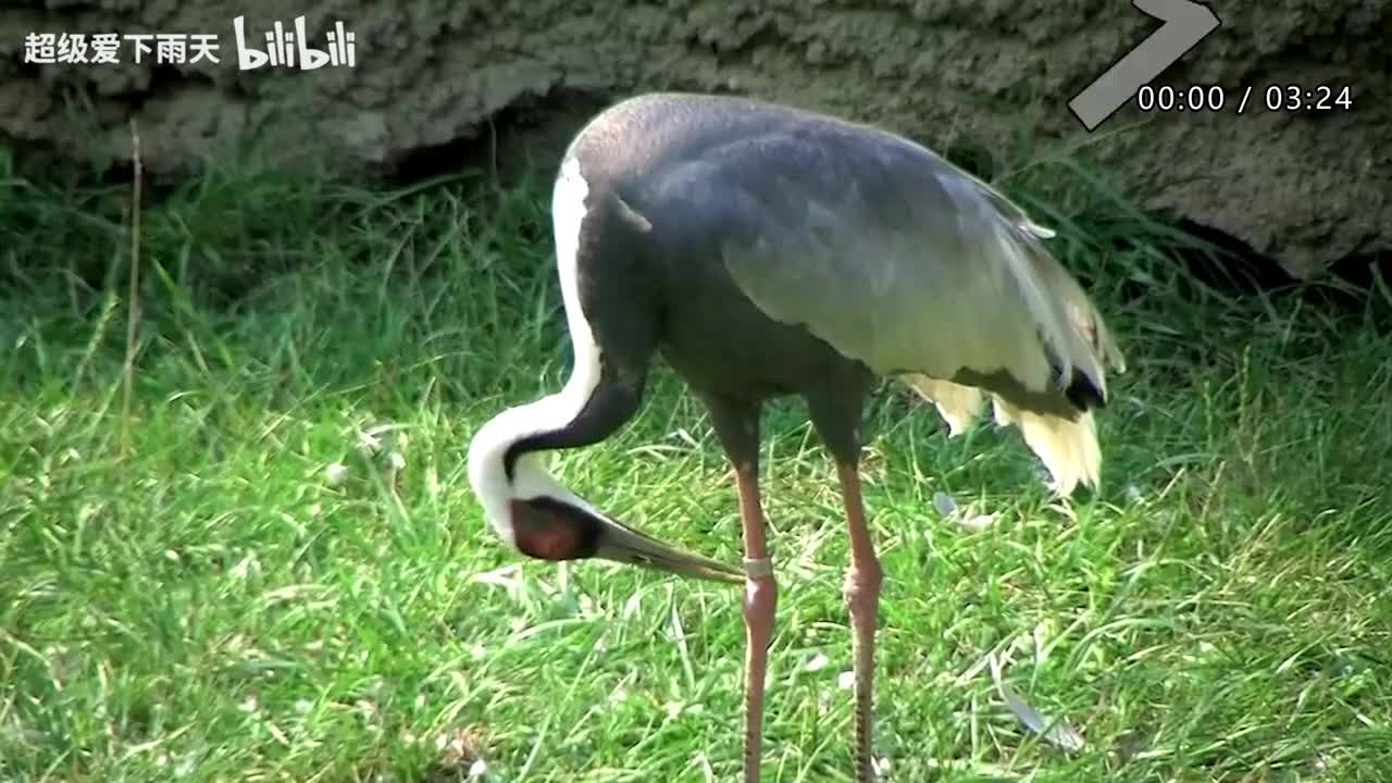 040.蔡国庆-同一首歌