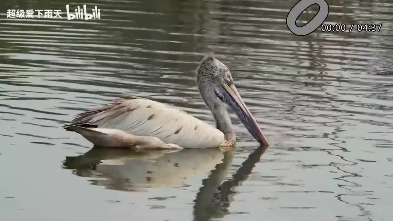 059.张杰-谁的眼泪在飞