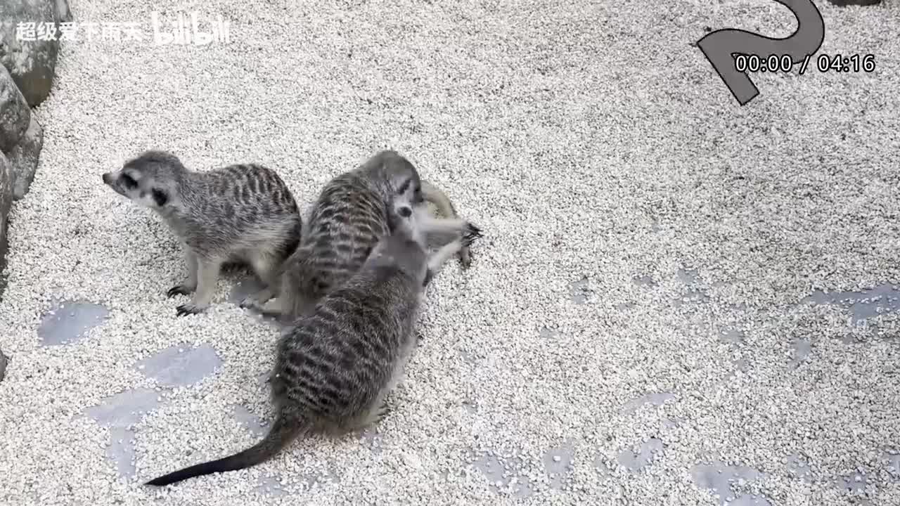 090.阿杜-专属天使