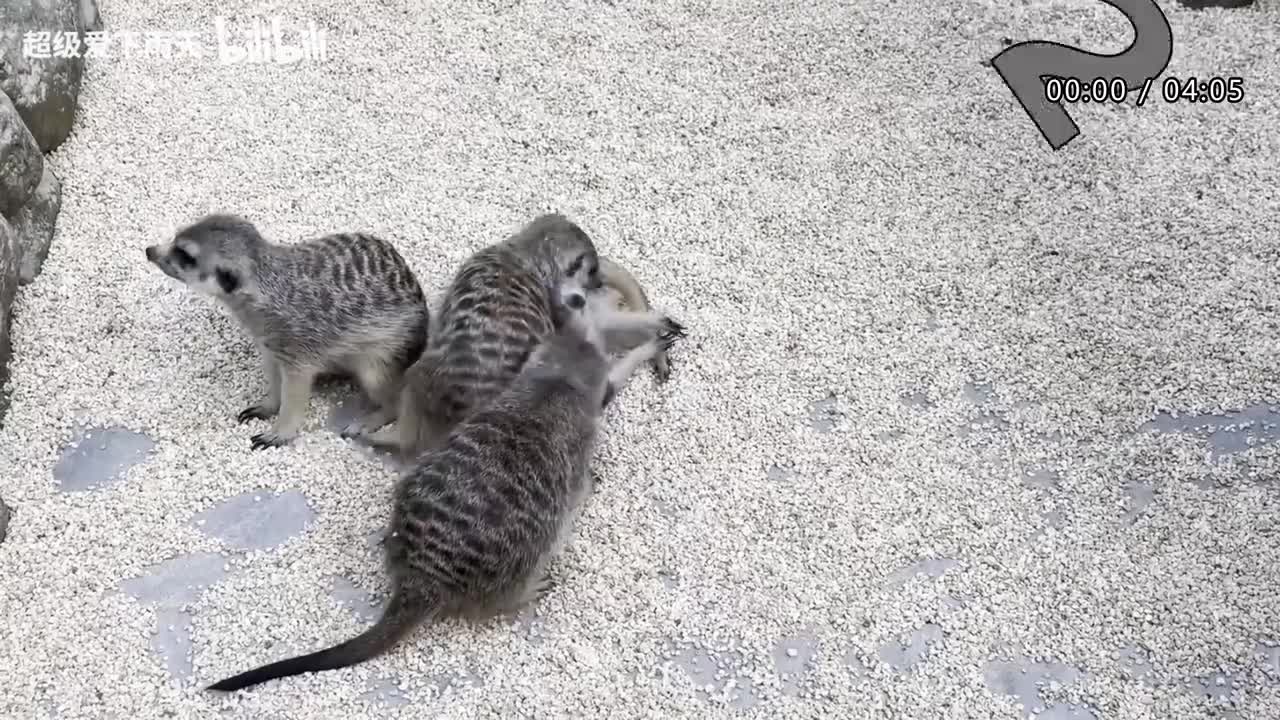 070.孙悦-快乐指南