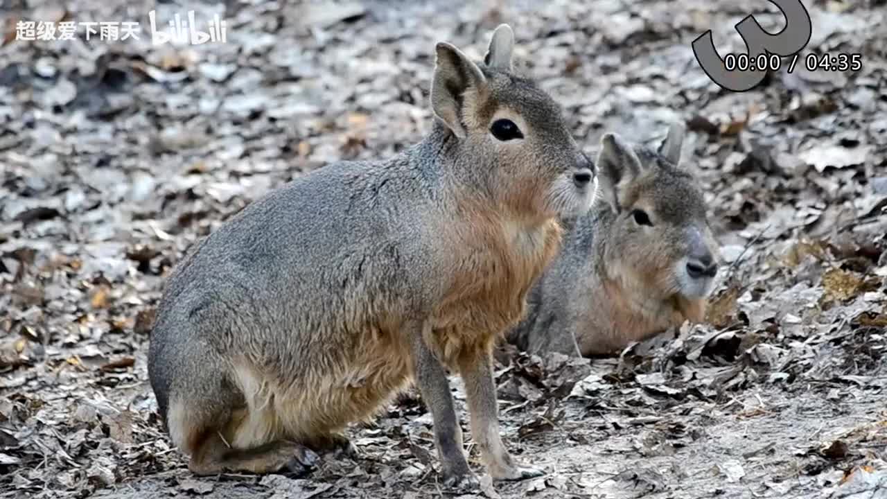 134.石倚洁-我期待