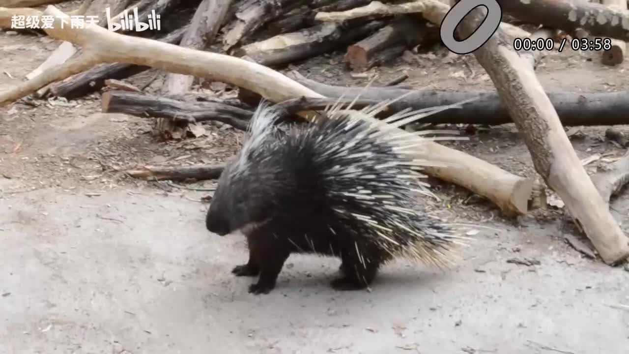 187.胡夏-只想一生跟你走