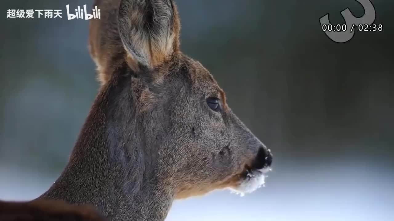 041.杨宗纬-人质