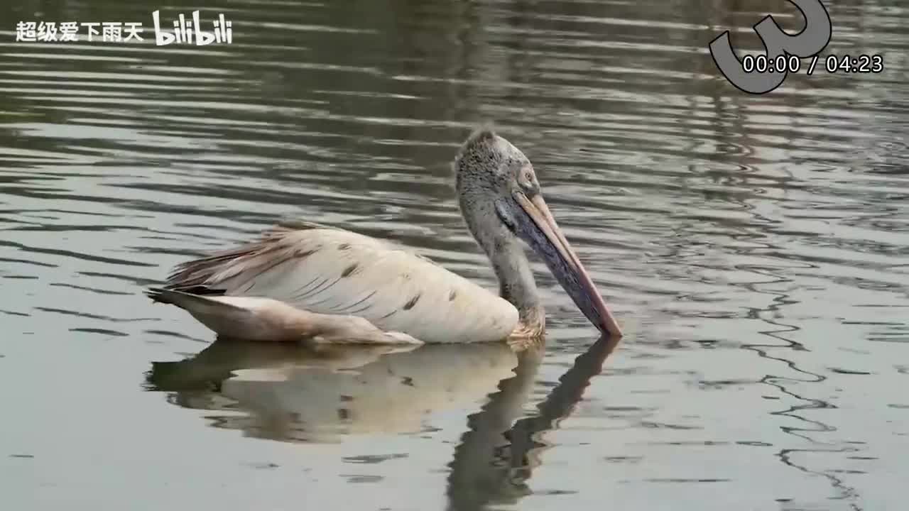 179.胡夏-水形物语