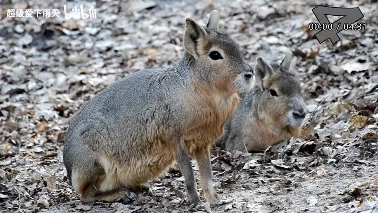 154.郁可唯-离人