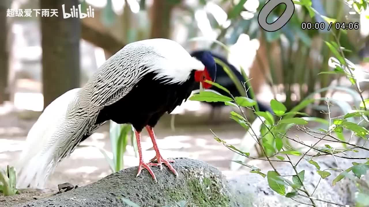 183.凤凰传奇-千秋家国梦