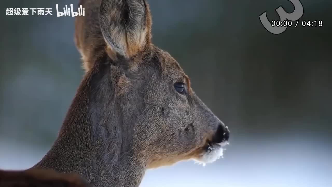 141.阿杜-张三的歌