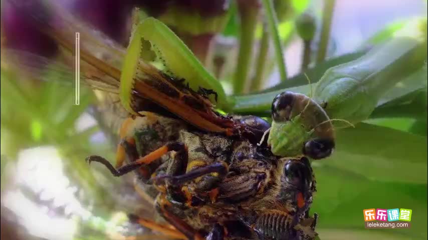 1.2.6 食物链和食物网