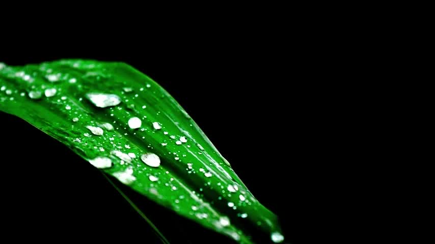 3.5.5 植物的呼吸作用